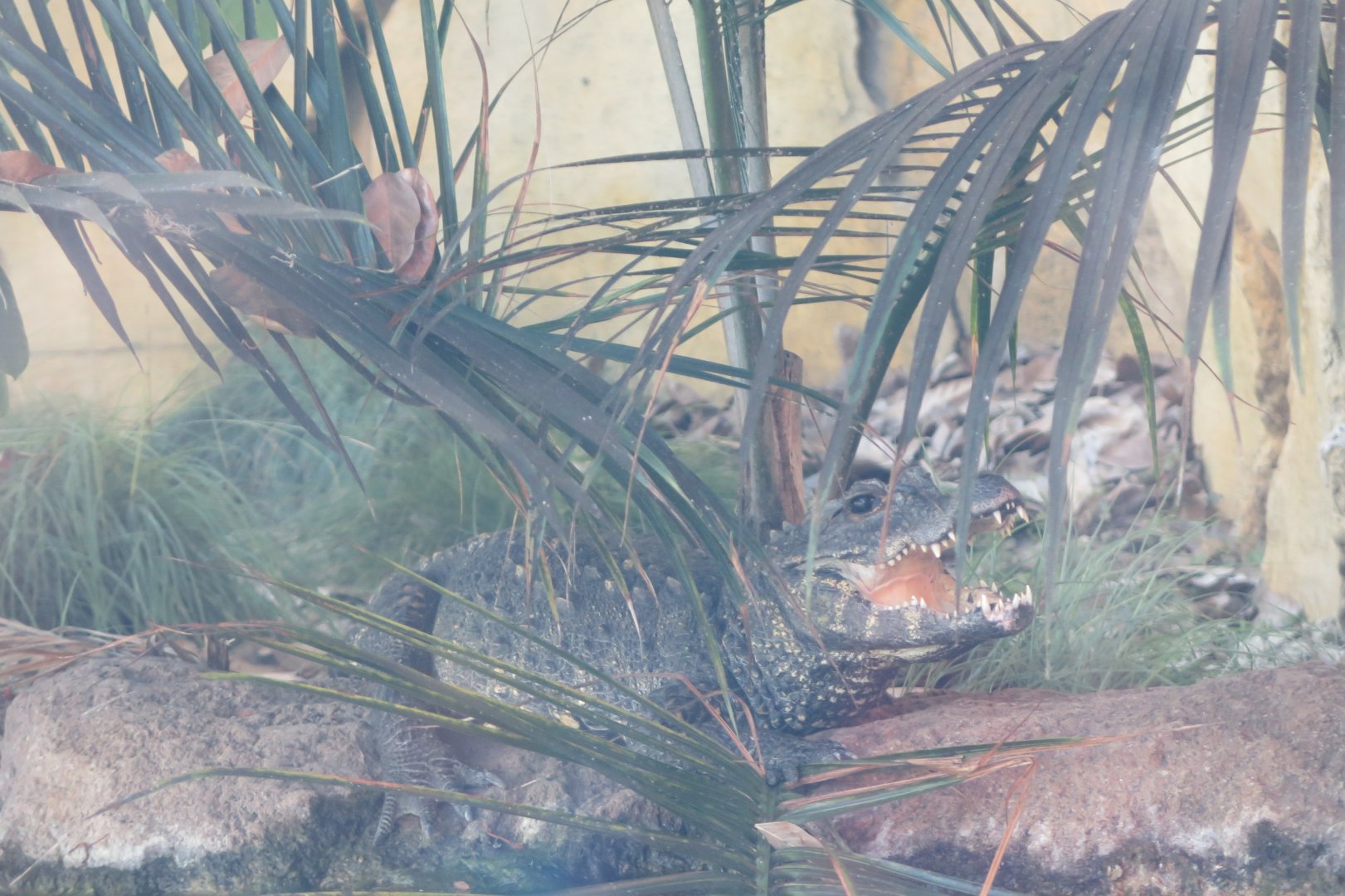 African Dwarf Crocodile(8/23/2024)