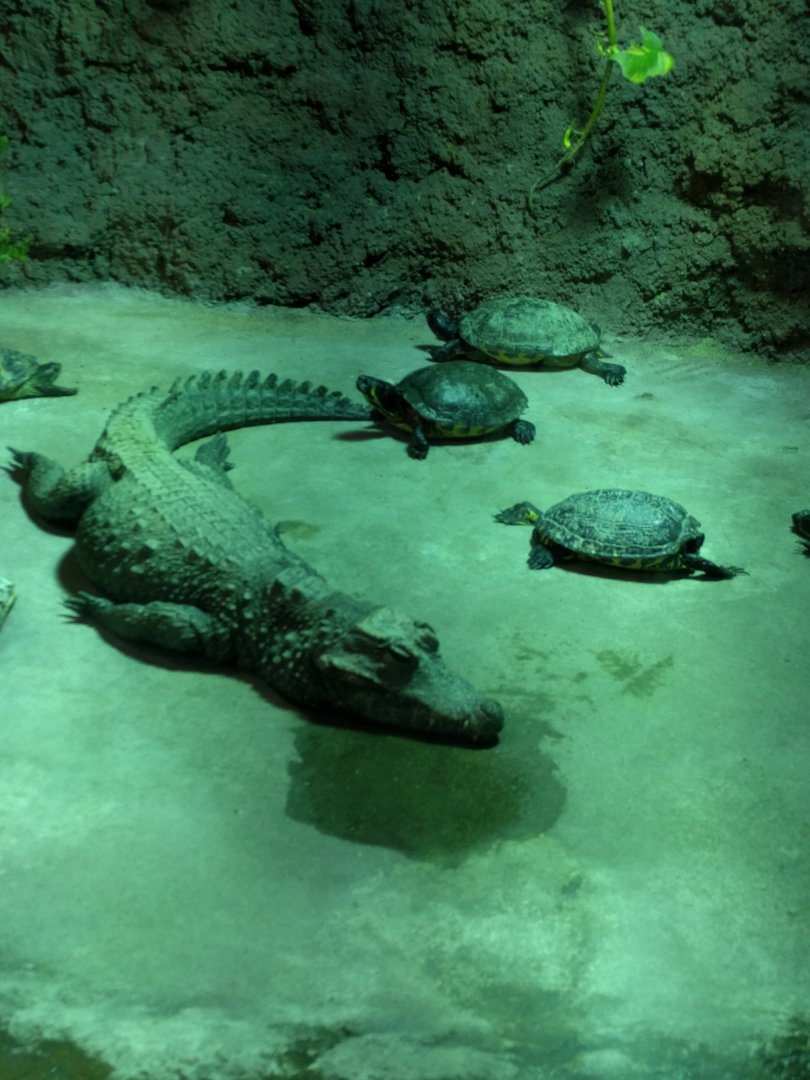 African dwarf Crocodile and Slider Turtles