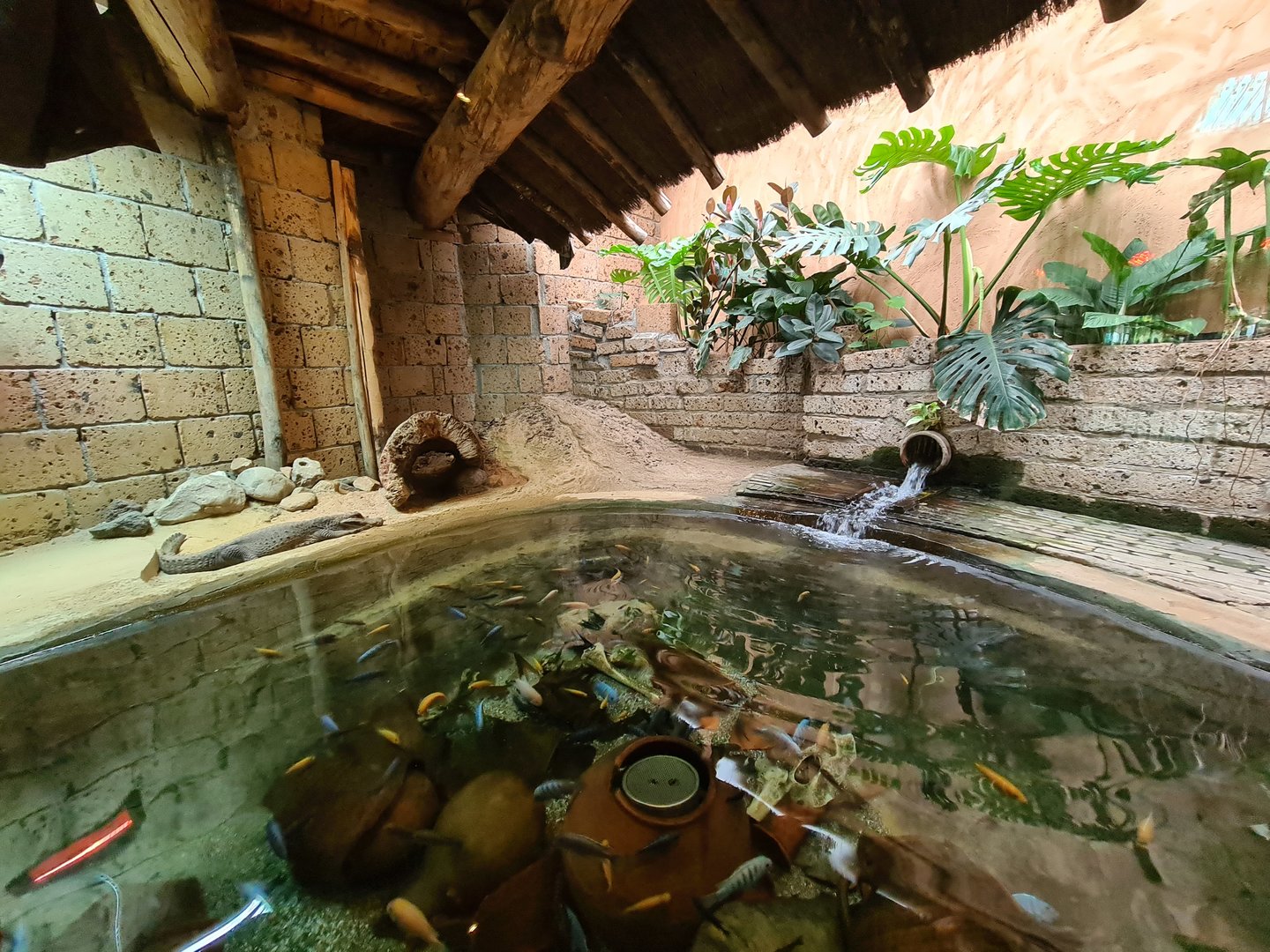 African dwarf crocodile enclosure in Ancient city
