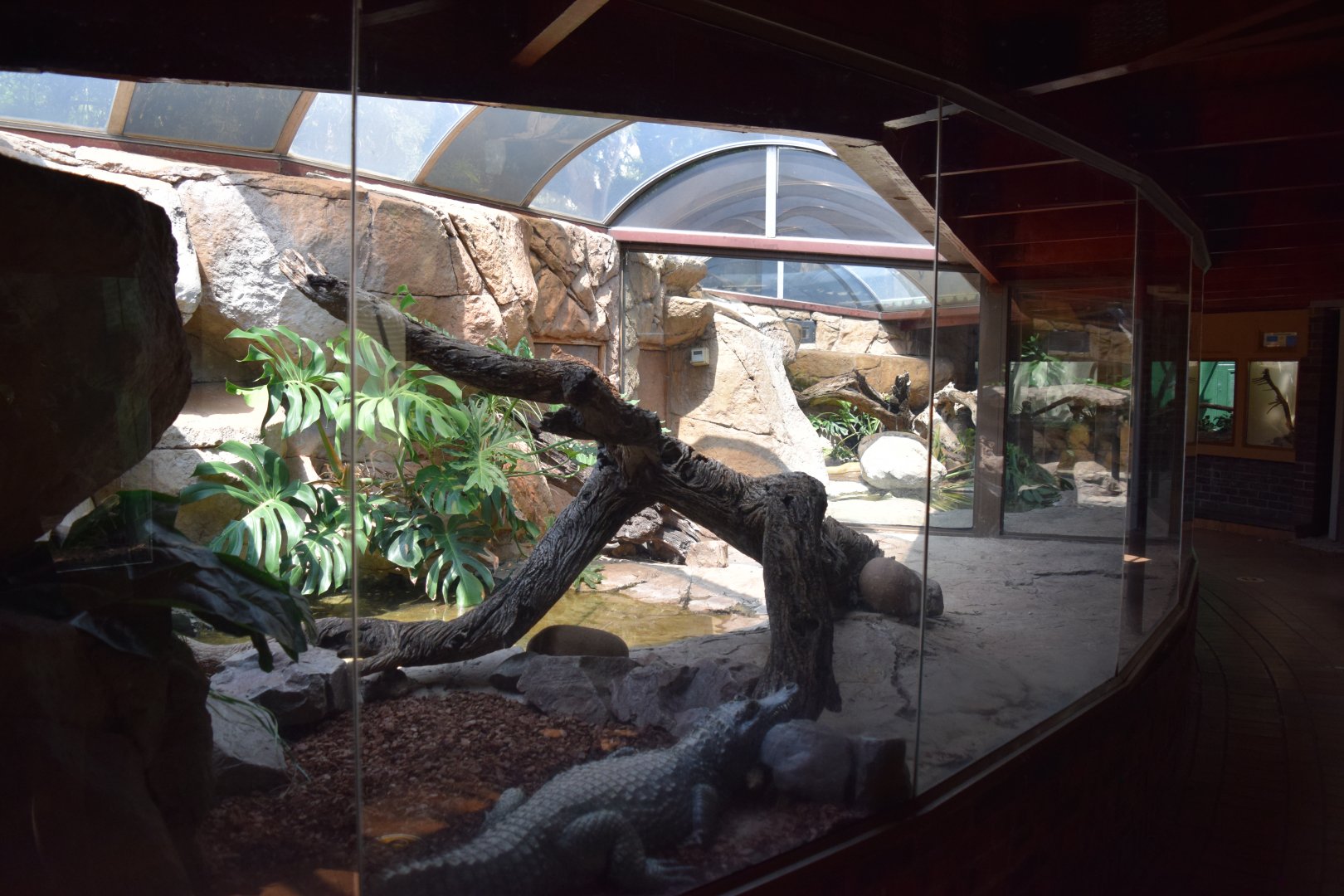 African Dwarf Crocodile Enclosure (Osteolaemus tetraspis)