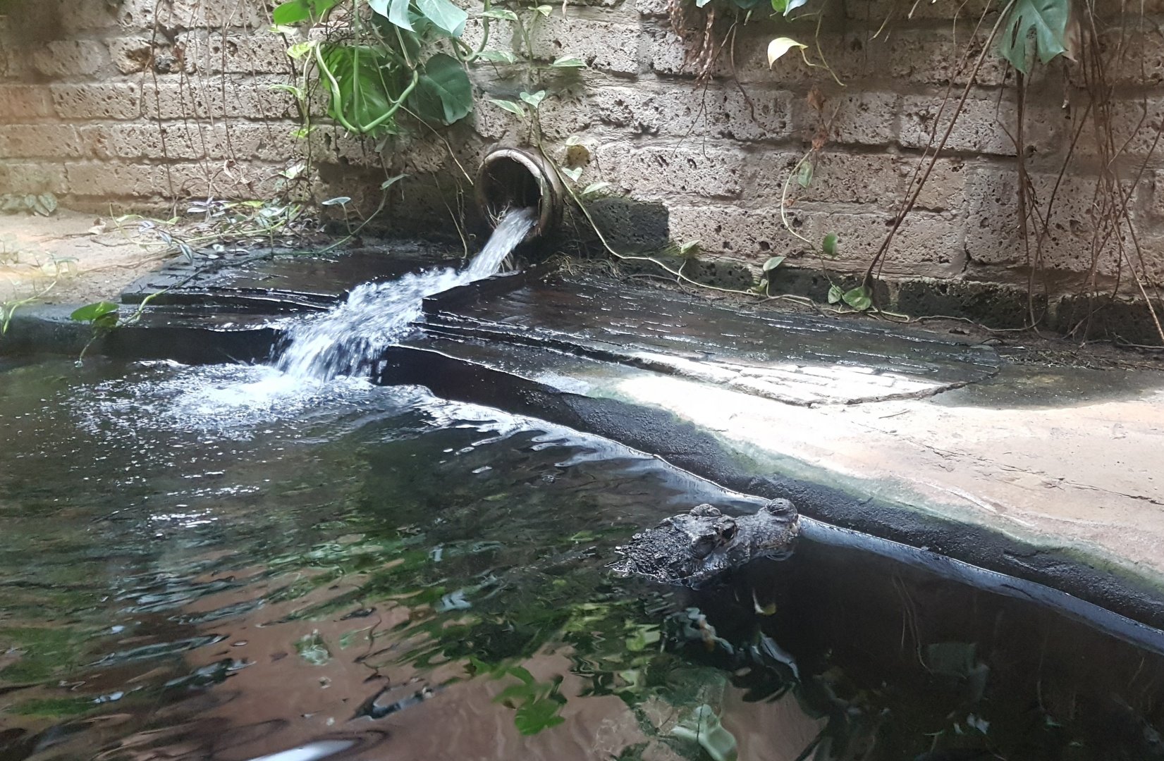 African dwarf crocodile enclosure