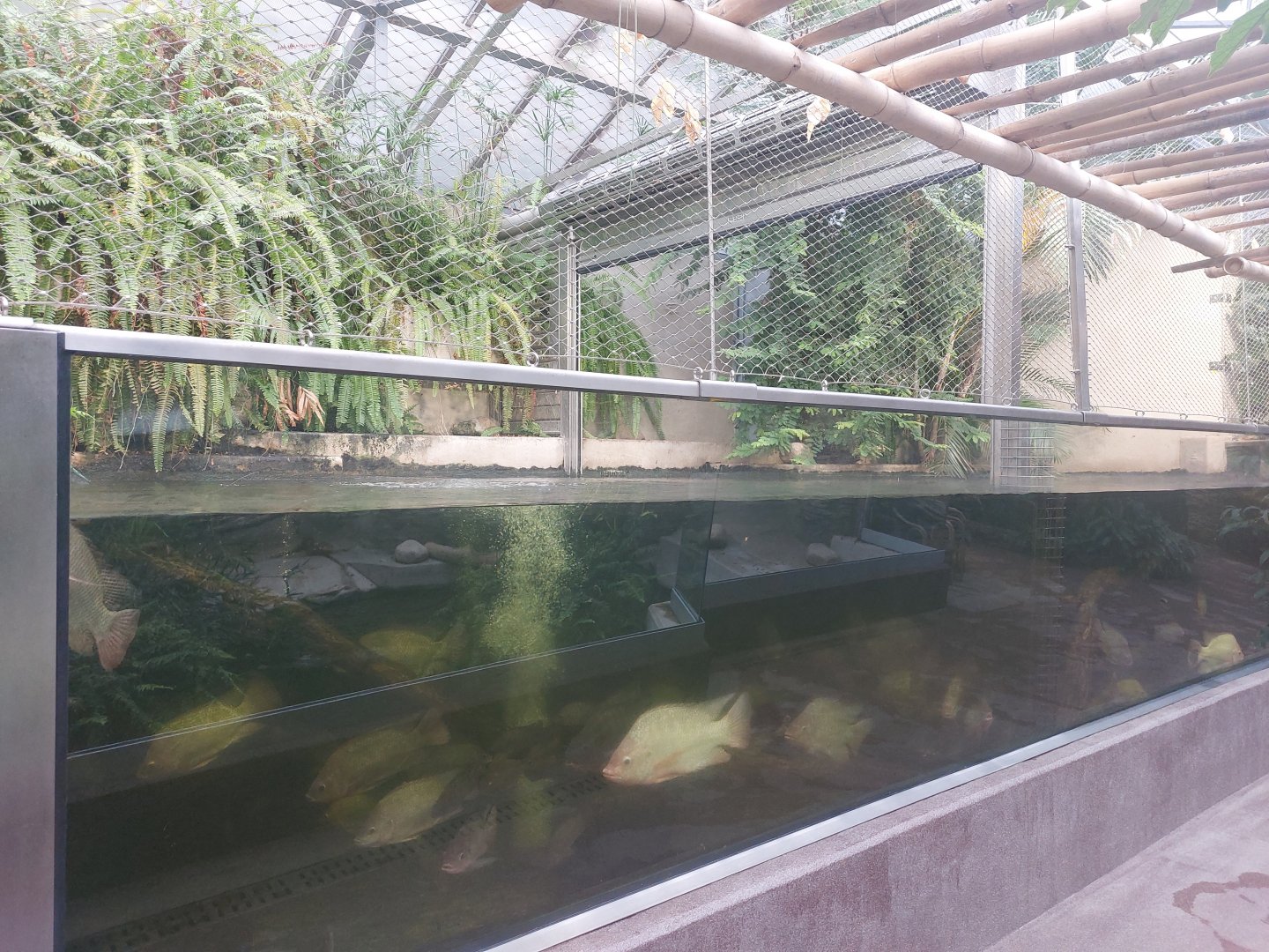 African dwarf crocodile enclosure