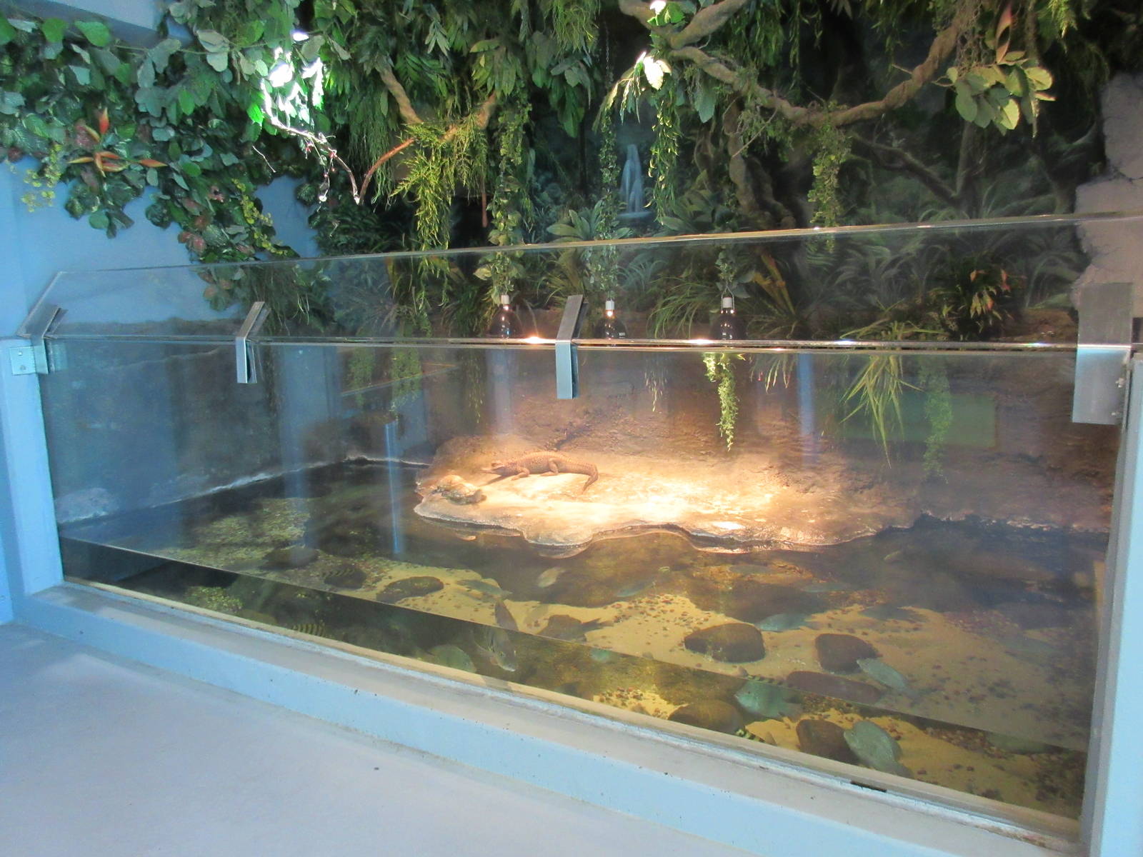 African Dwarf Crocodile Exhibit (plus assorted turtles and fish)