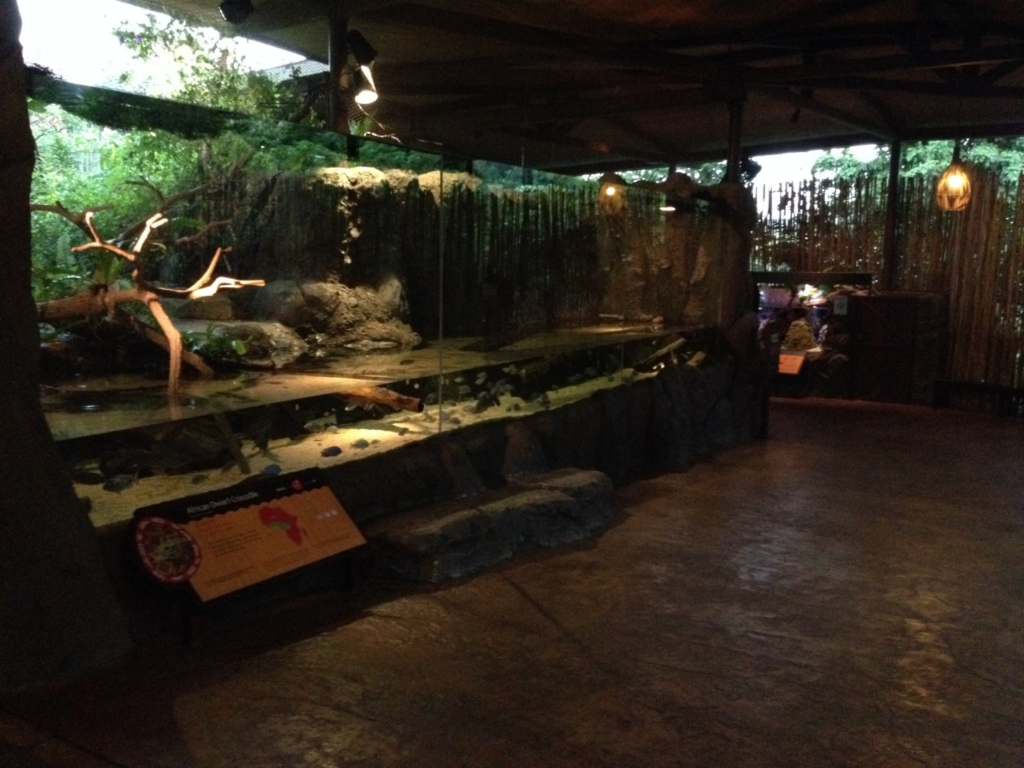 African Dwarf Crocodile exhibit