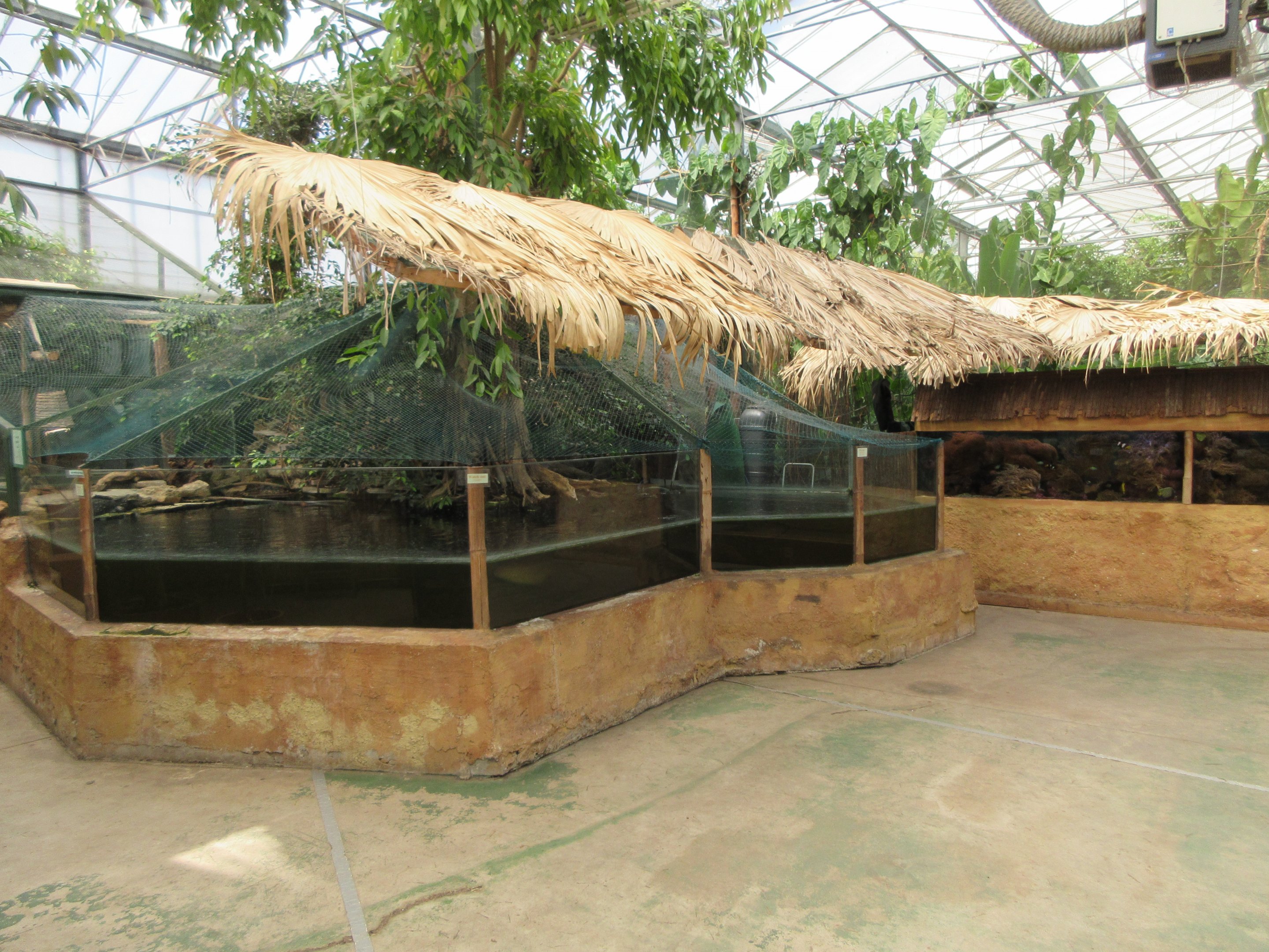 African Dwarf Crocodile Exhibit