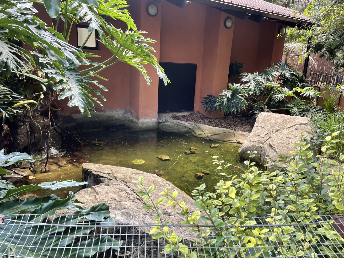 African Dwarf Crocodile Exhibit