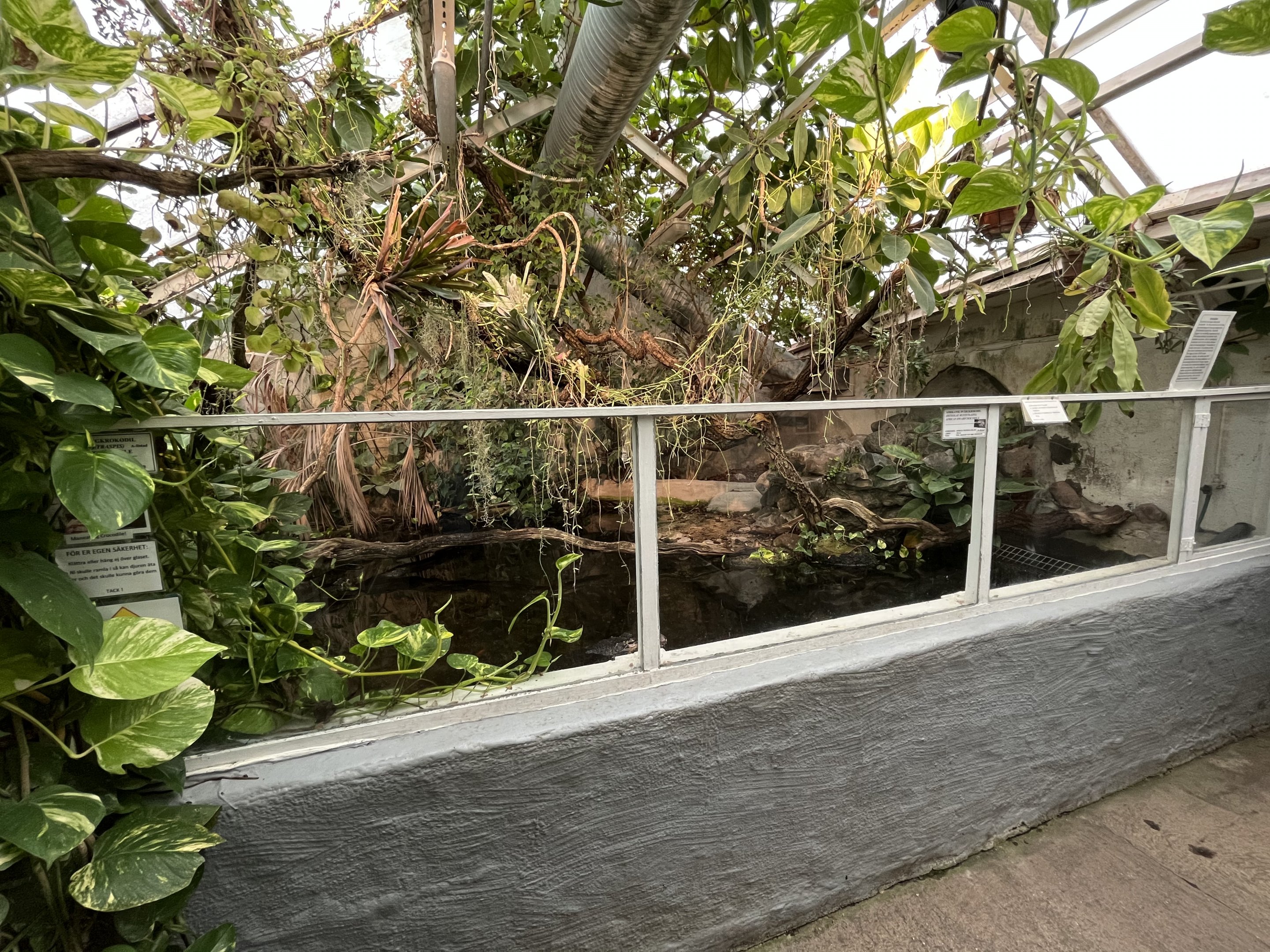 African Dwarf Crocodile Exhibit