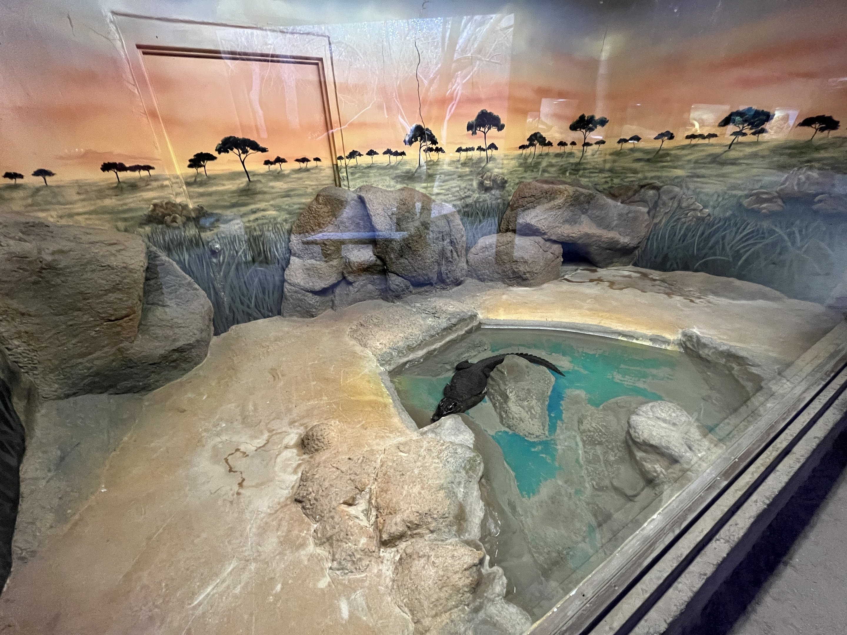 African Dwarf Crocodile Exhibit