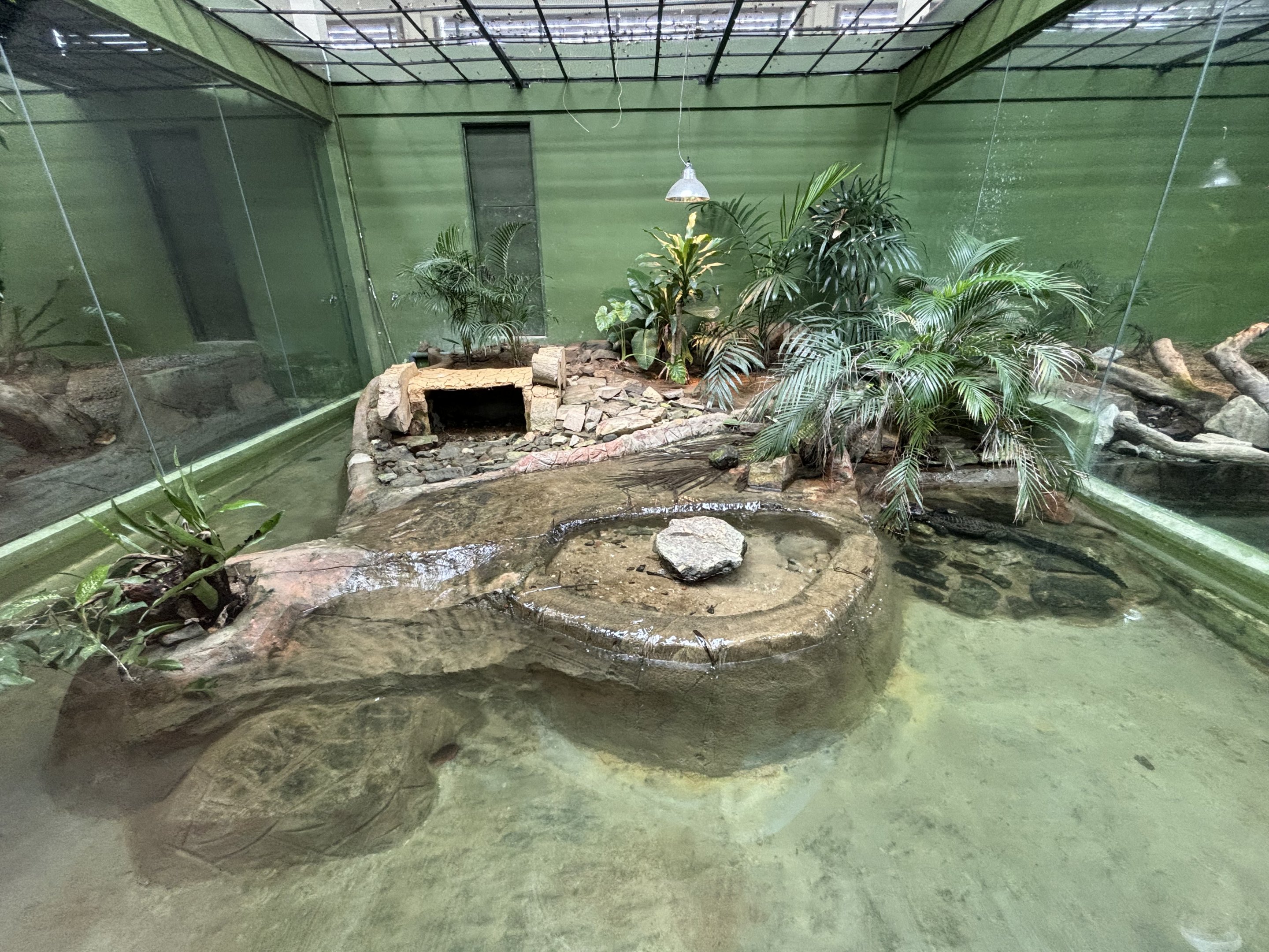 African Dwarf Crocodile Exhibit