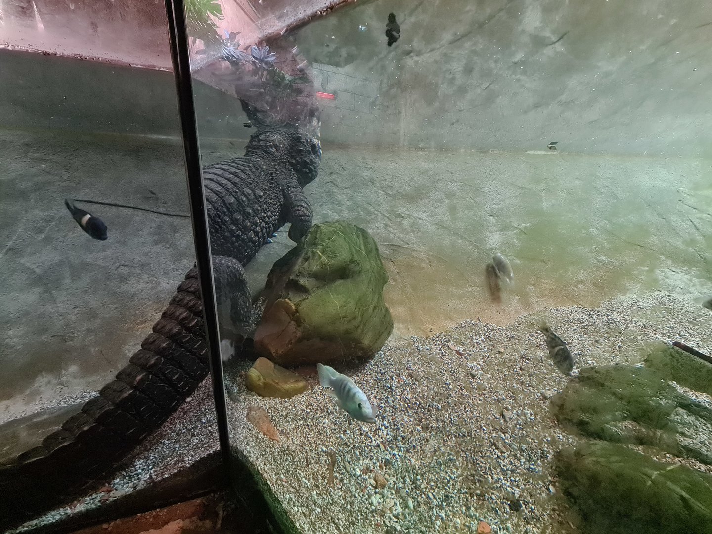 African dwarf crocodile in Ancient city