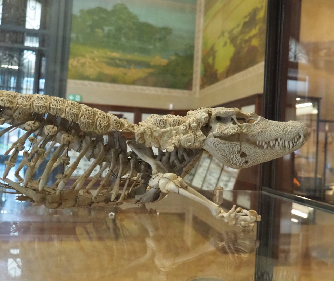 African dwarf crocodile (Osteolaemus tetraspis) skeleton, 2021-10-20