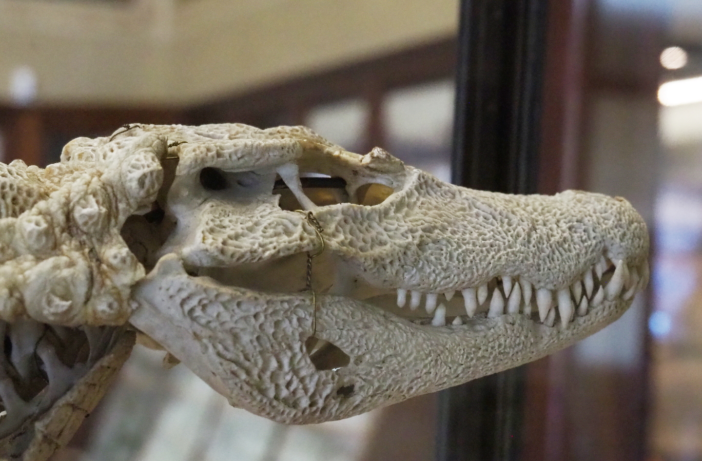 African dwarf crocodile (Osteolaemus tetraspis) skull, 2021-10-20