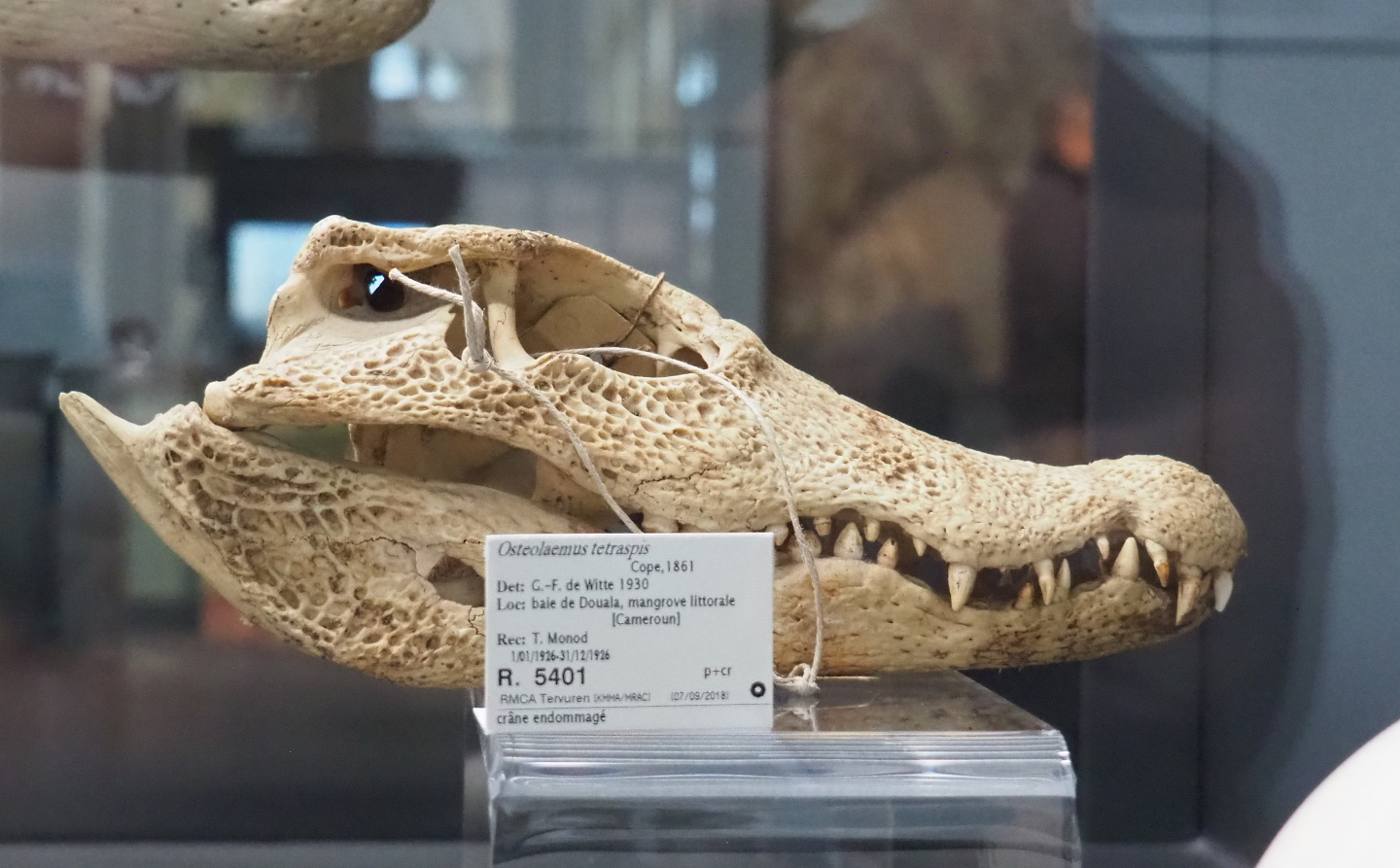 African dwarf crocodile (Osteolaemus tetraspis) skull, 2021-10-20