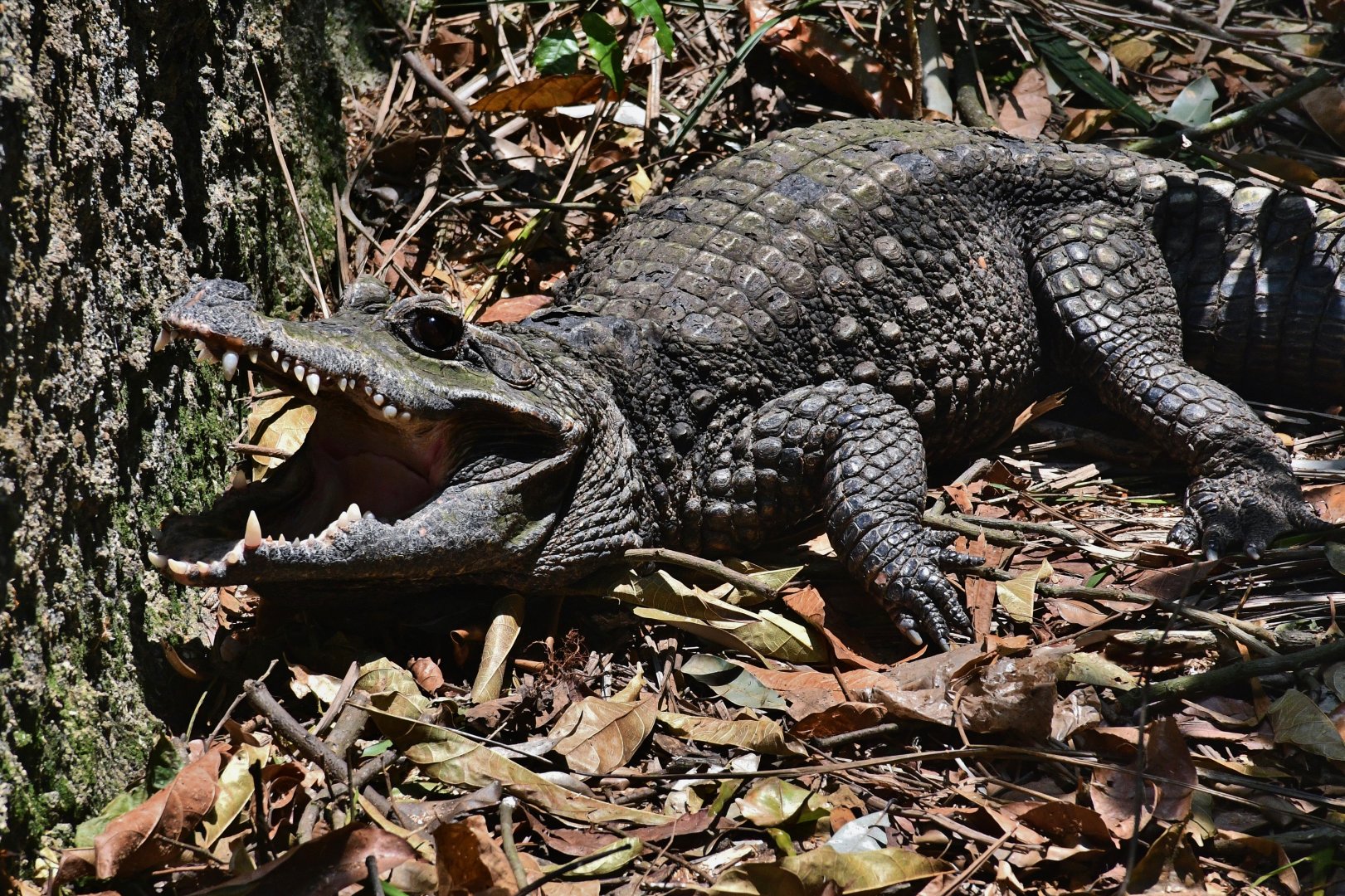 African Dwarf Crocodile (Osteolaemus tetraspis)