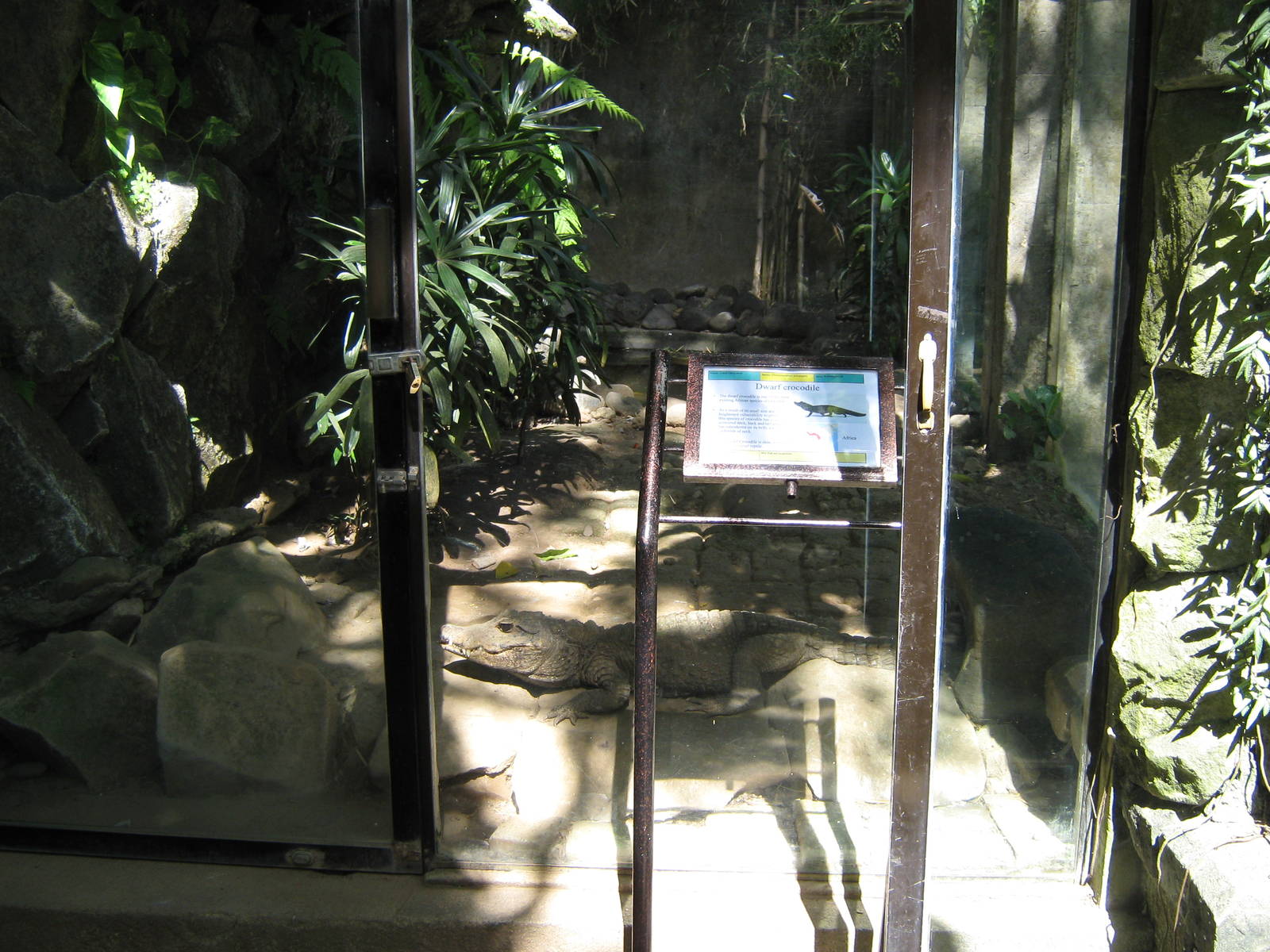 African dwarf crocodile (Osteolaemus tetraspis)