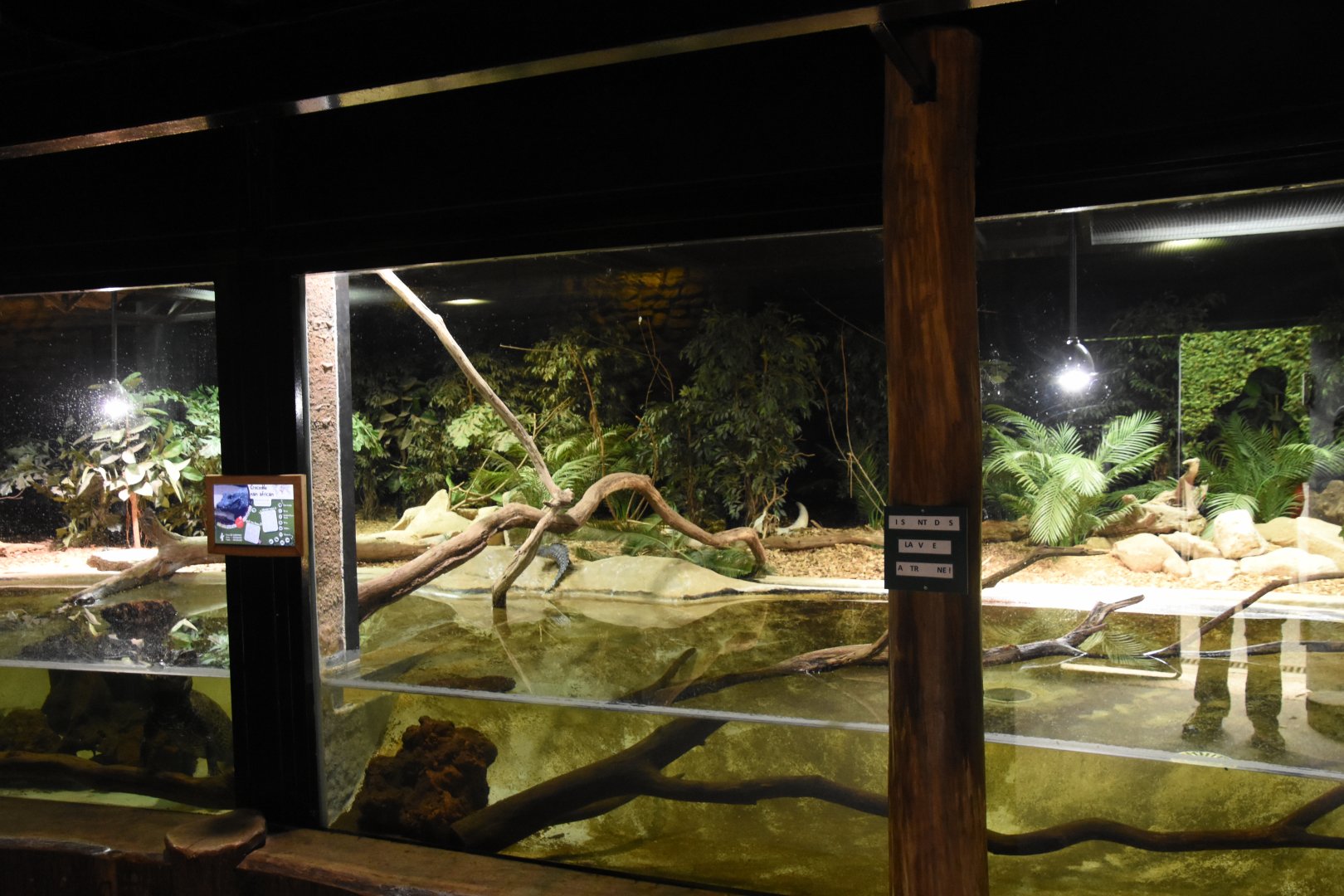 African Dwarf Crocodile & quelea enclosure