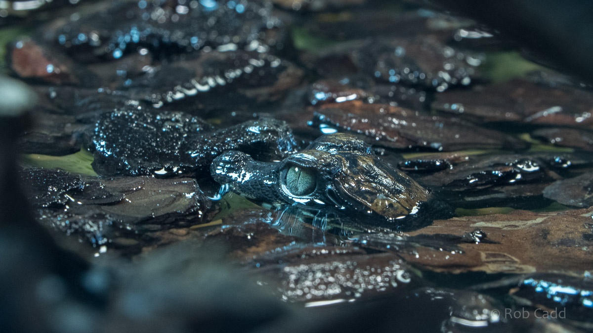 African dwarf crocodile : Whipsnade : 01 Jul 2016