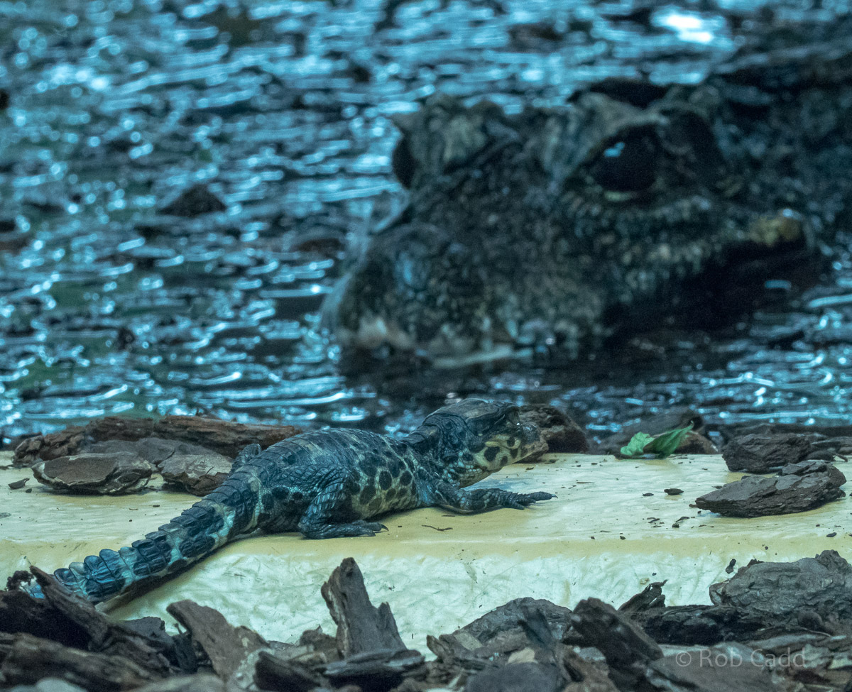 African dwarf crocodile : Whipsnade : 01 Jul 2016