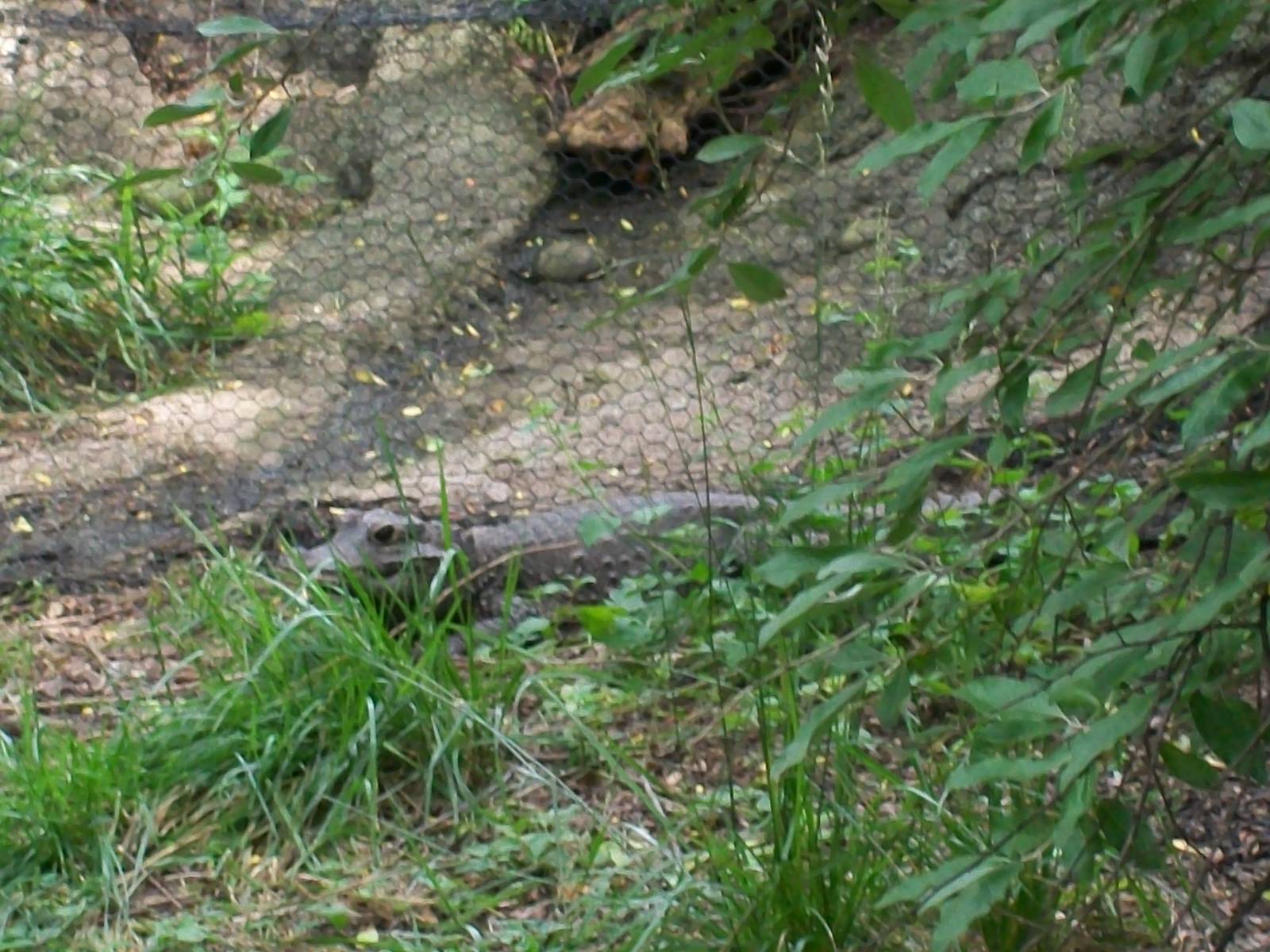 African Dwarf Crocodile