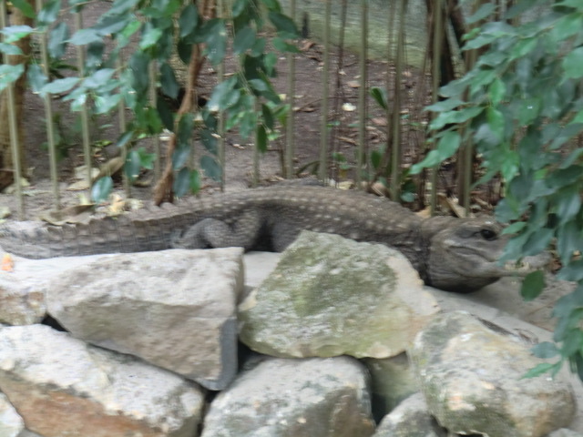 African dwarf crocodile