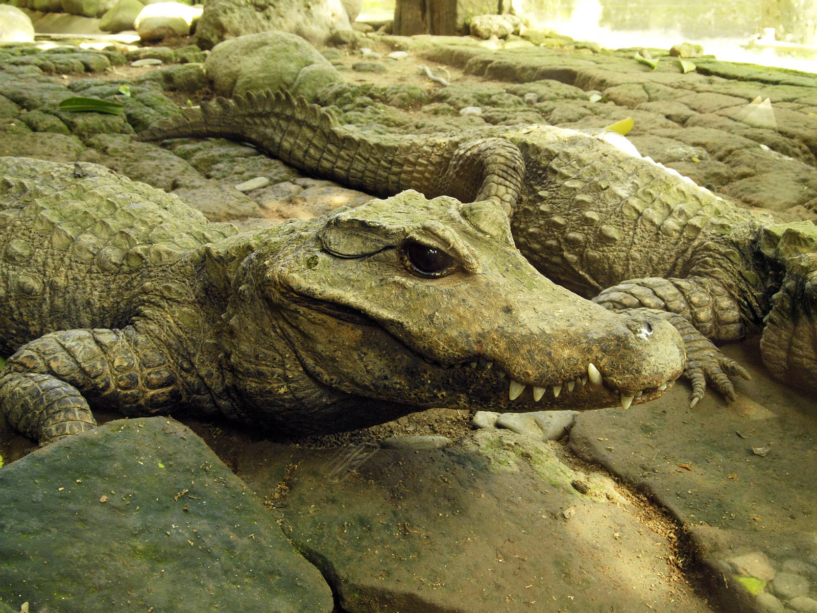African Dwarf crocodile