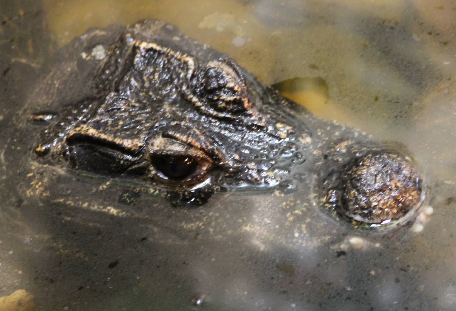 African dwarf crocodile