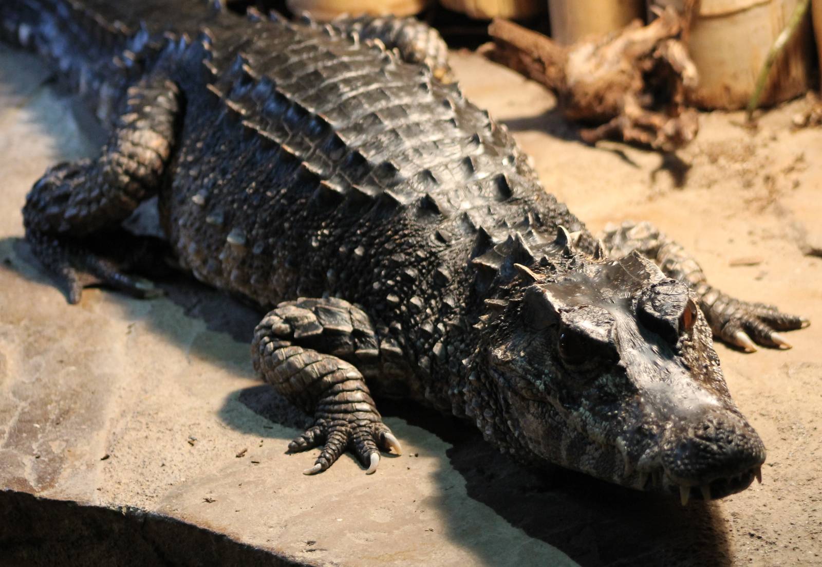 African dwarf crocodile