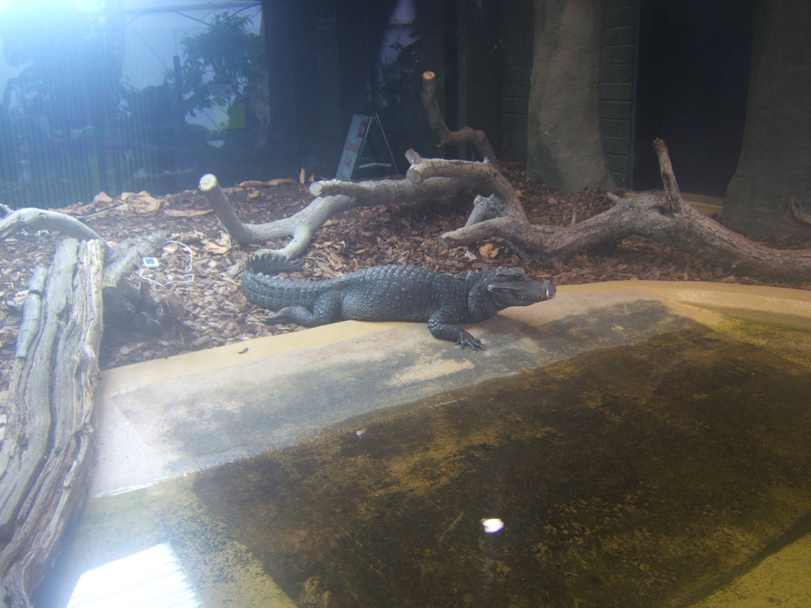 African dwarf Crocodile