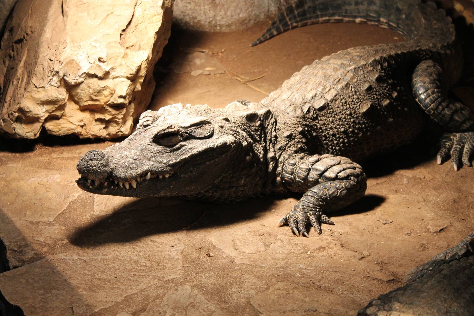 African dwarf crocodile
