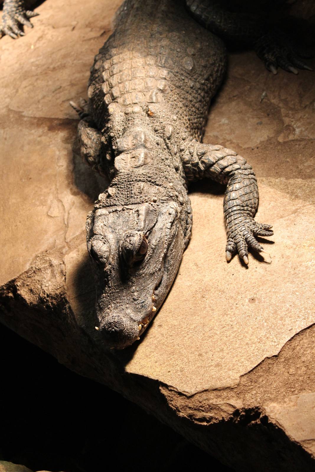 African dwarf crocodile