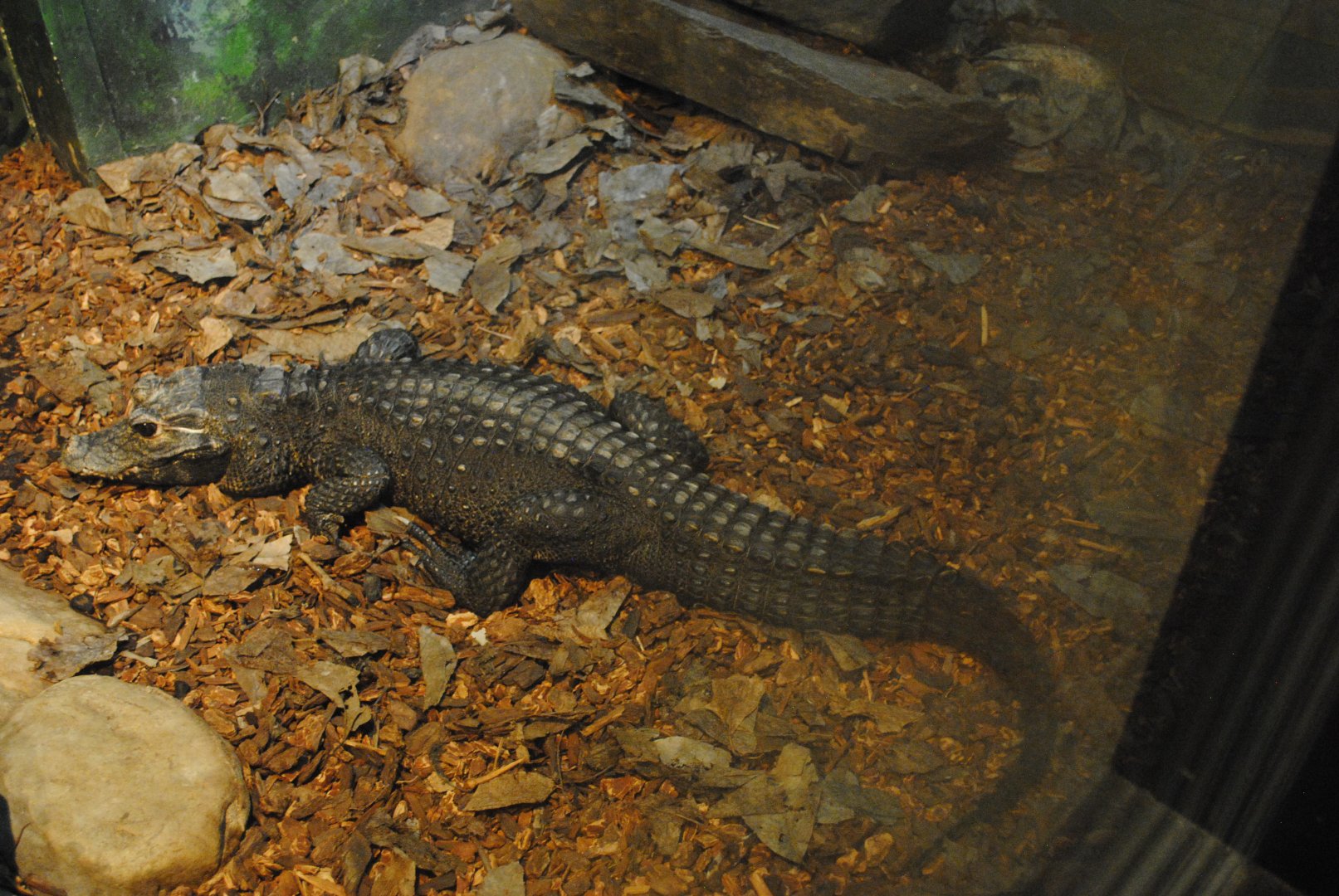 African Dwarf Crocodile