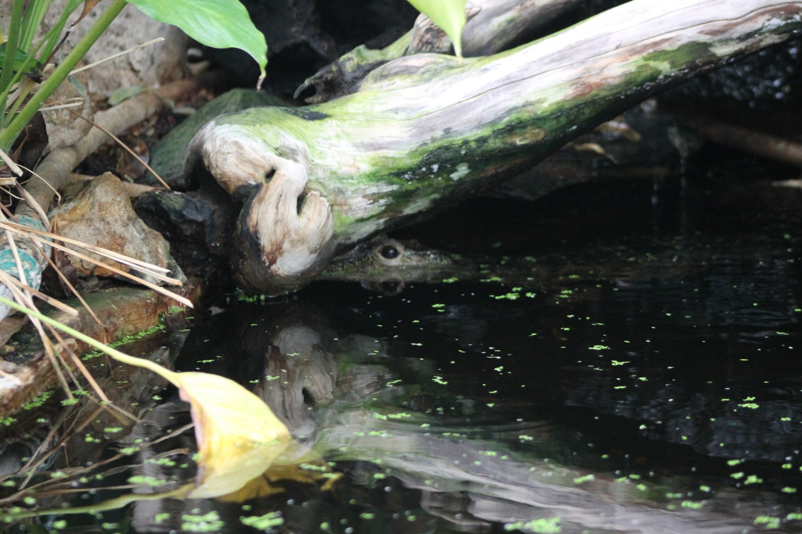 African dwarf crocodile