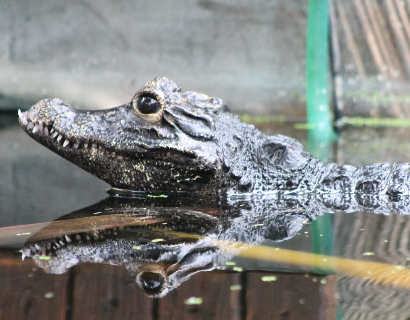 African dwarf crocodile