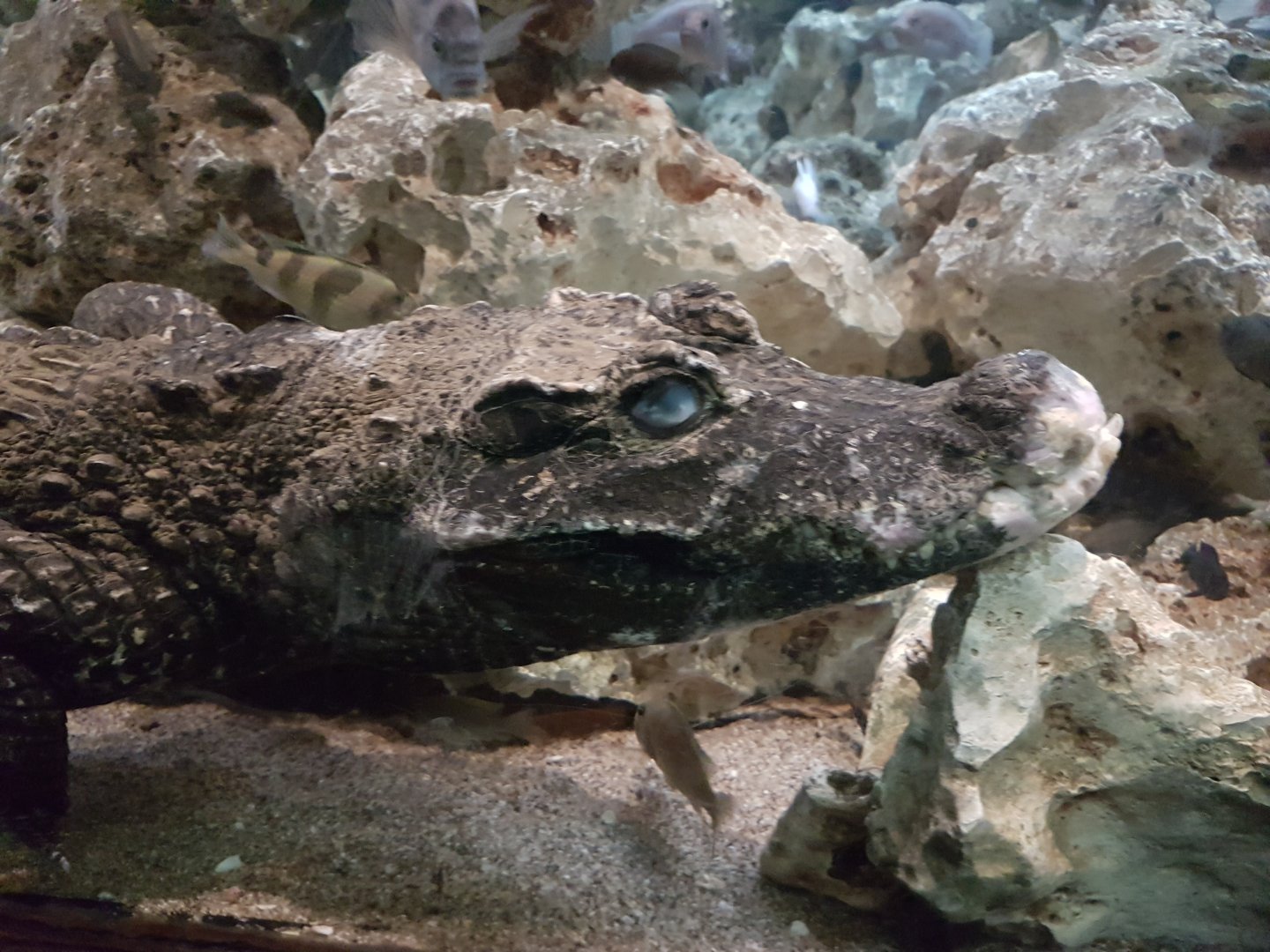 African dwarf crocodile