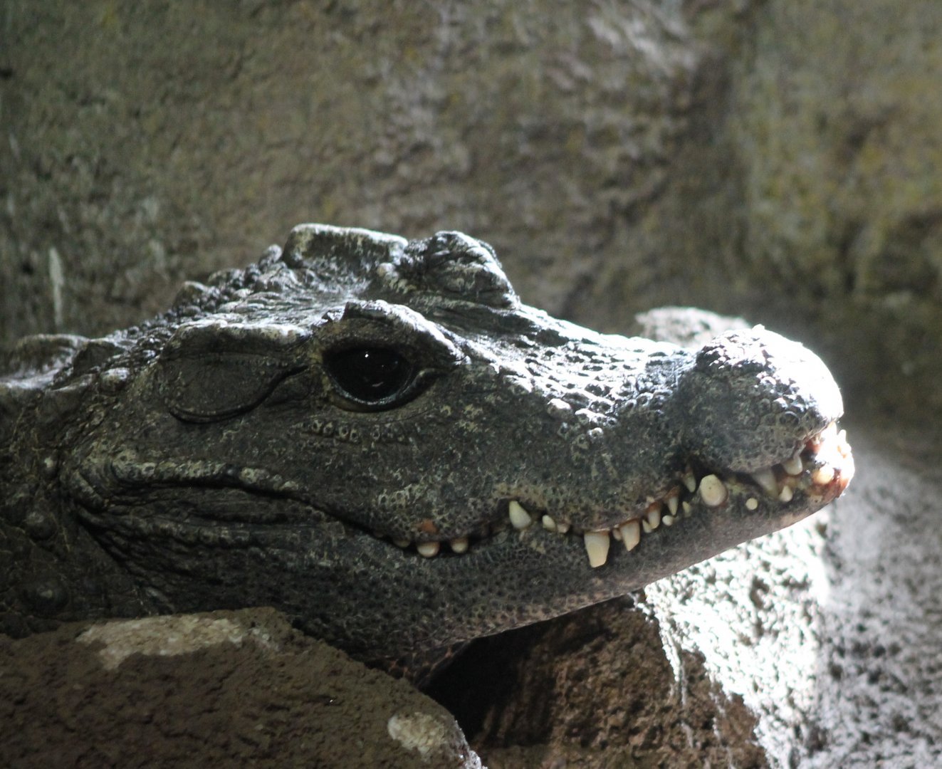 African dwarf-crocodile