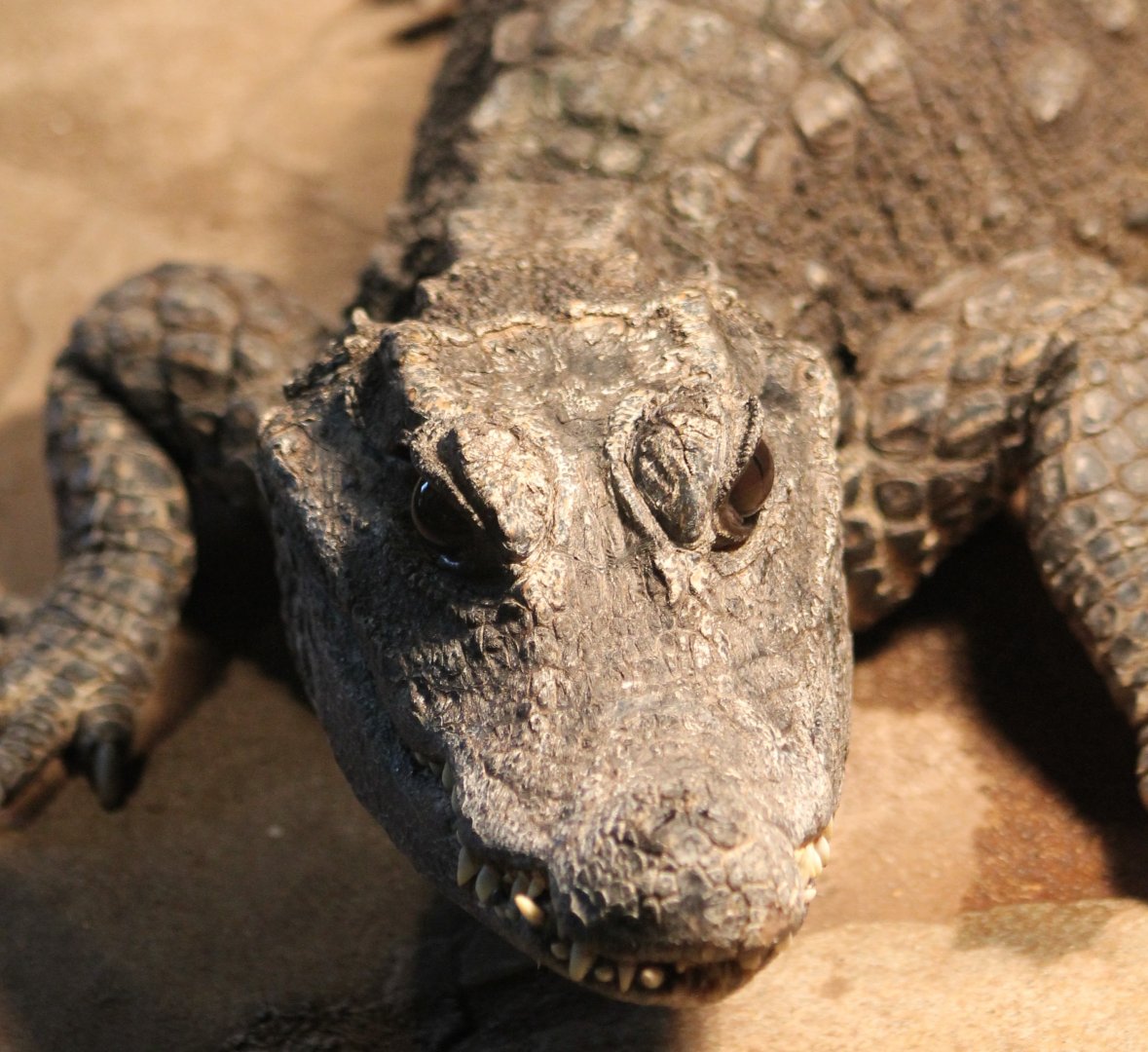 African dwarf-crocodile