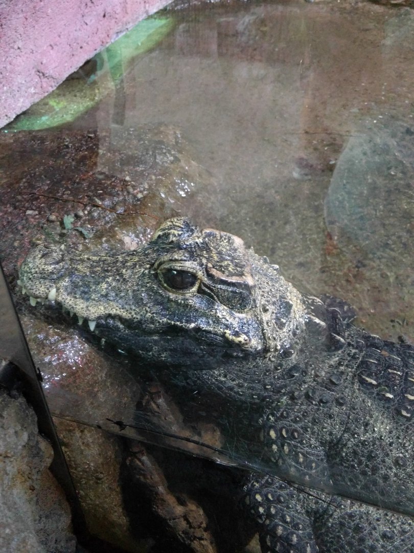 African dwarf Crocodile