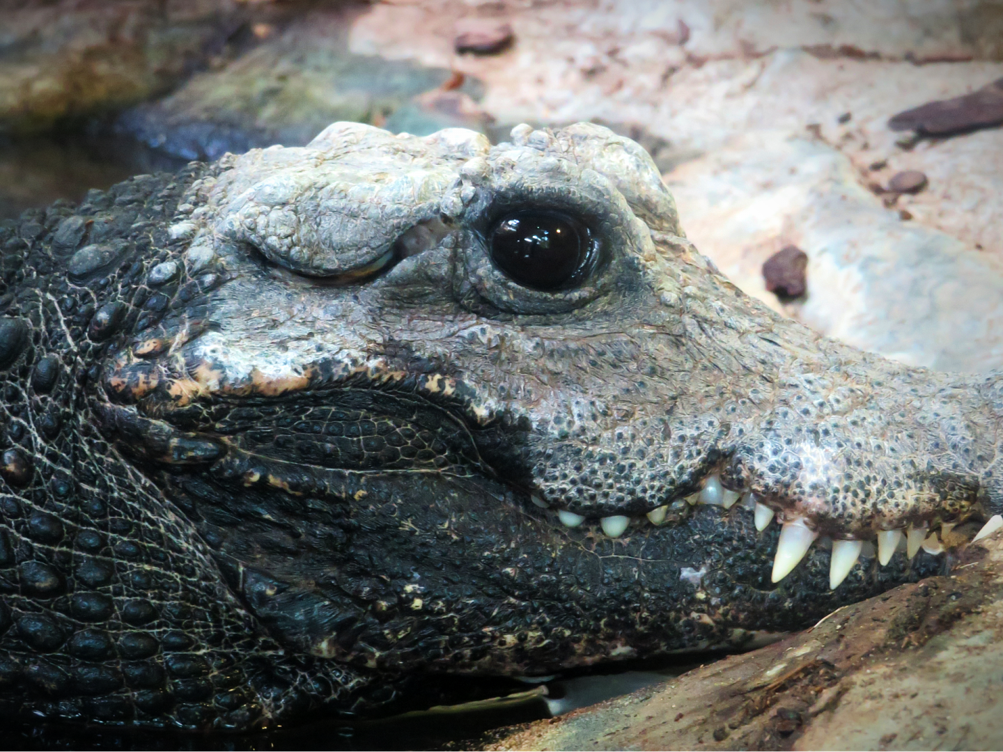 African dwarf crocodile