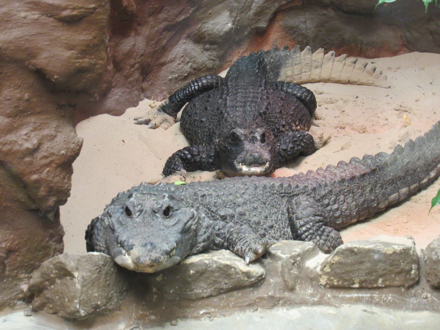 African Dwarf Crocodile