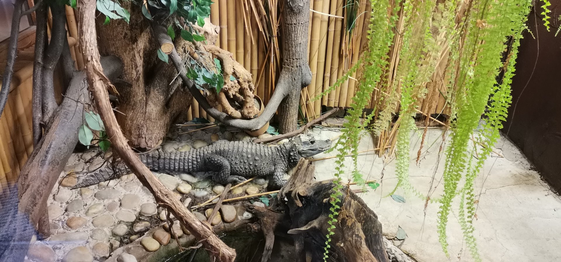 African Dwarf Crocodile