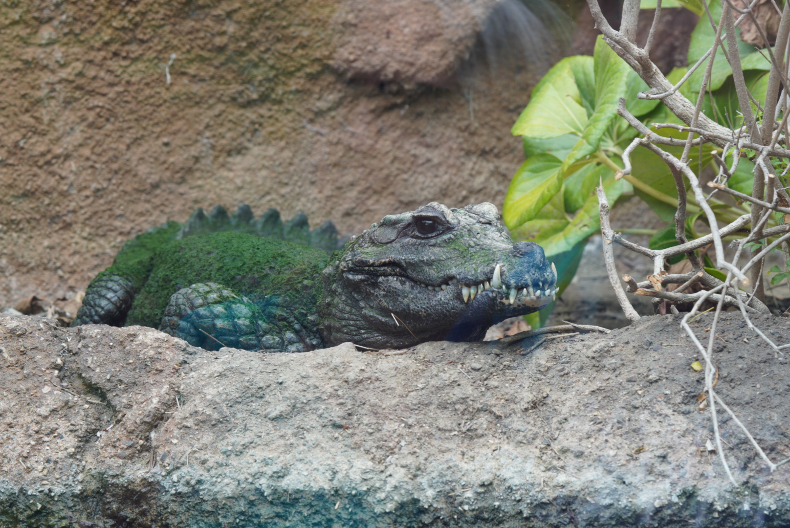 African Dwarf Crocodile