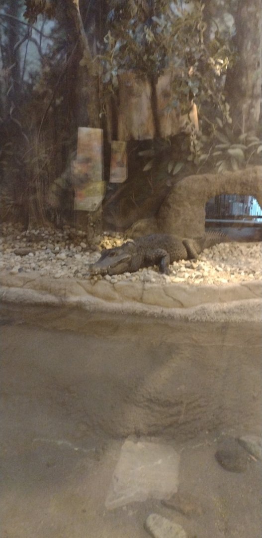 African Dwarf Crocodile