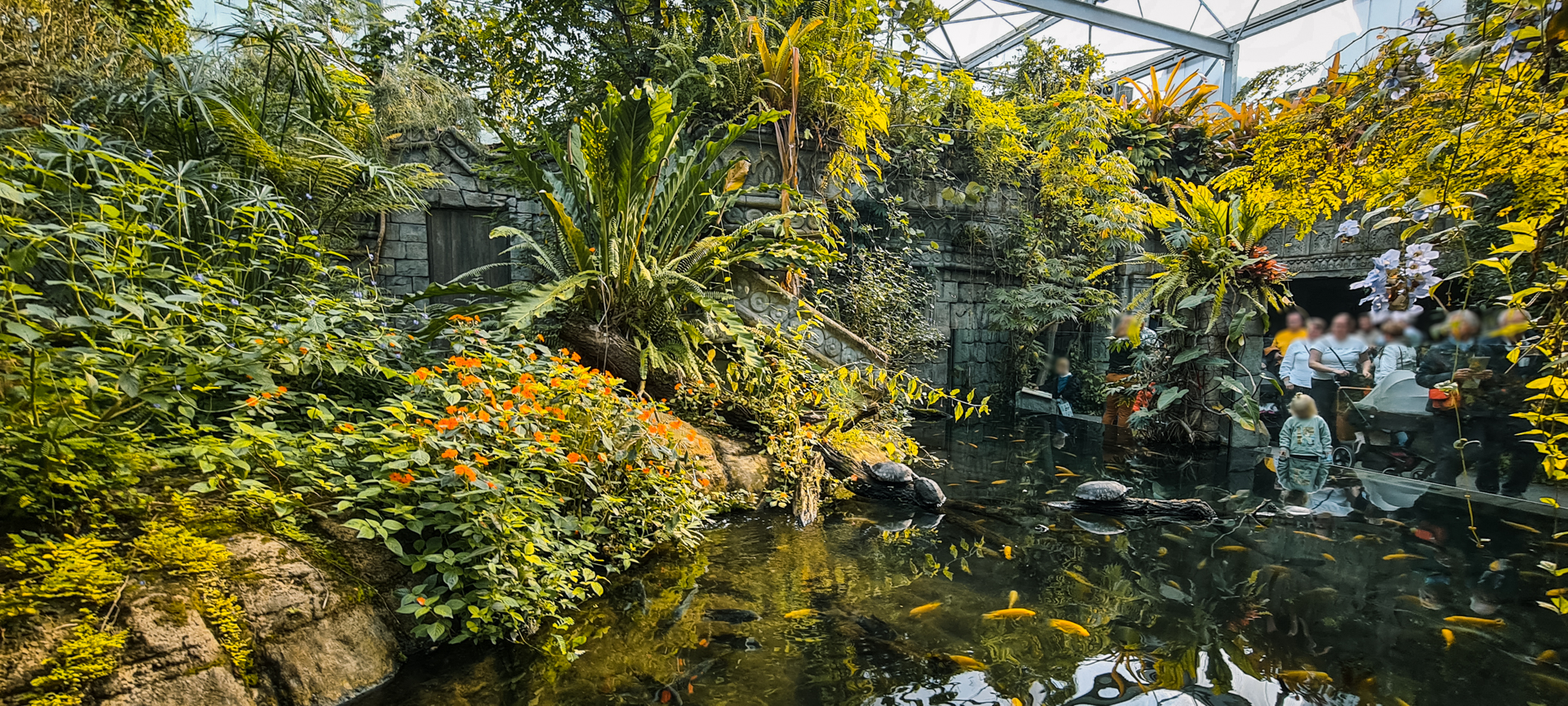 African dwarf crocodile