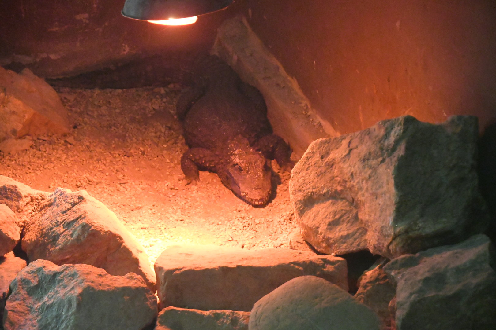 African Dwarf Crocodile