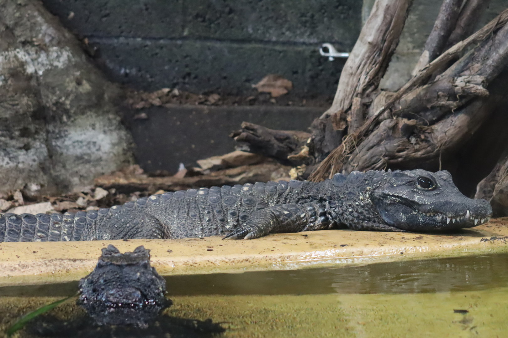 African Dwarf Crocodile