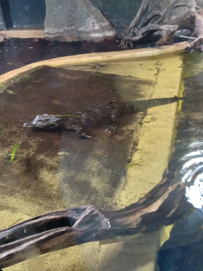 African Dwarf Crocodile