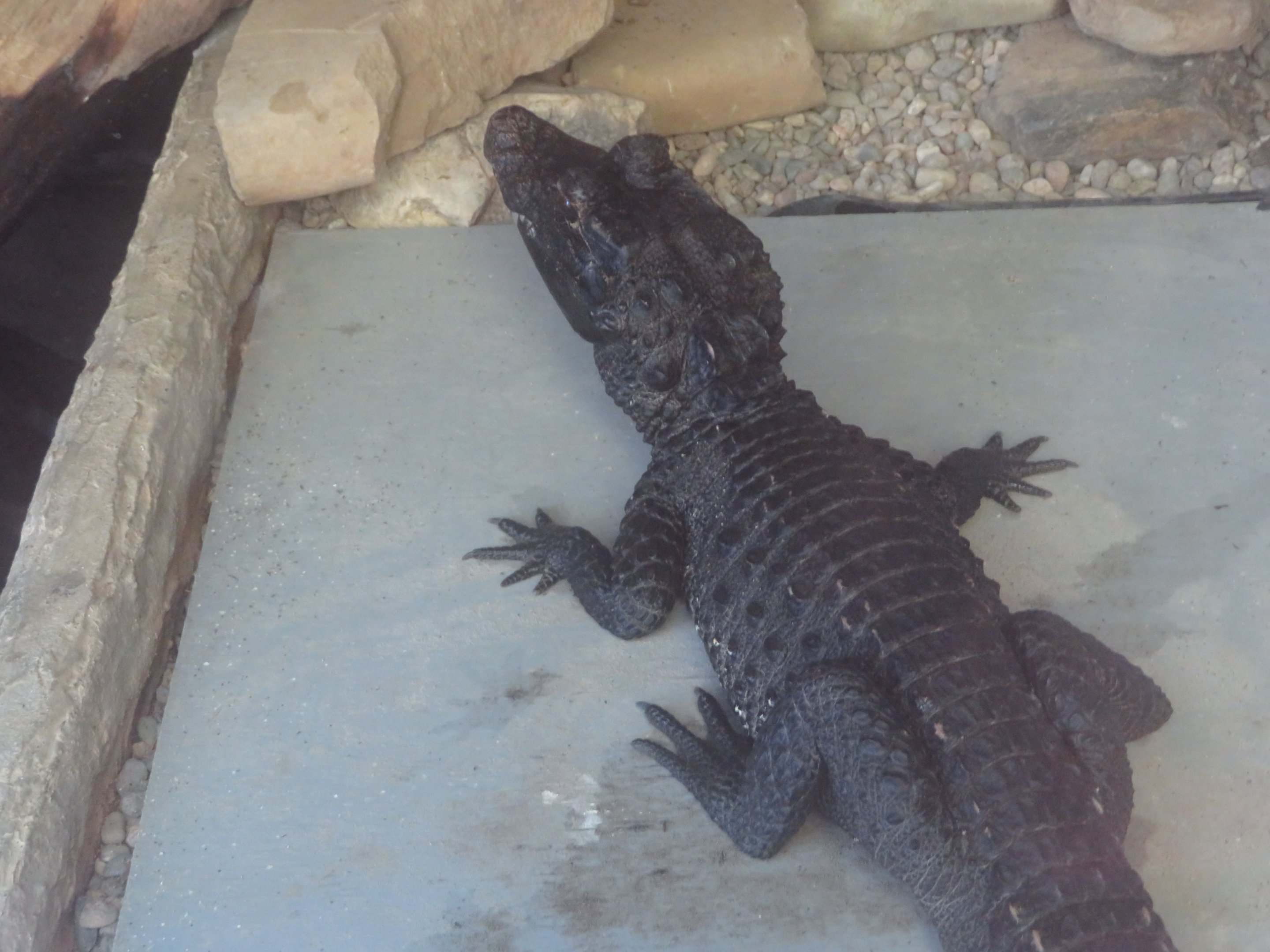 African Dwarf Crocodile