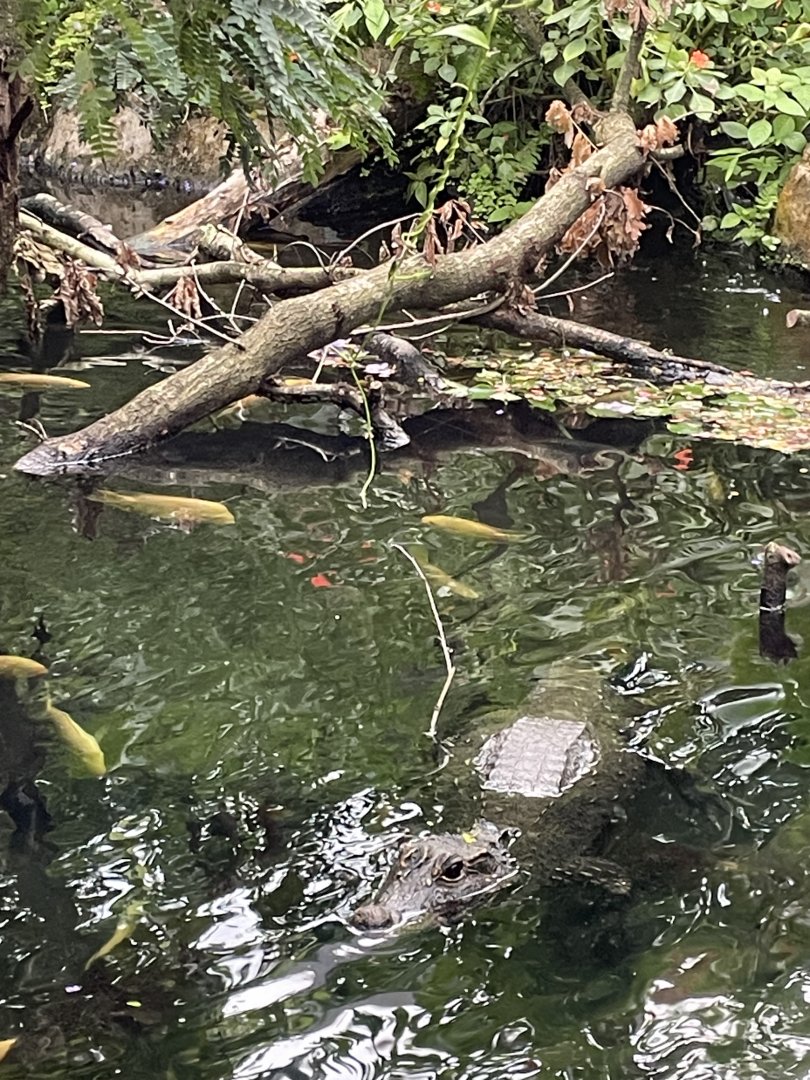 African dwarf crocodile