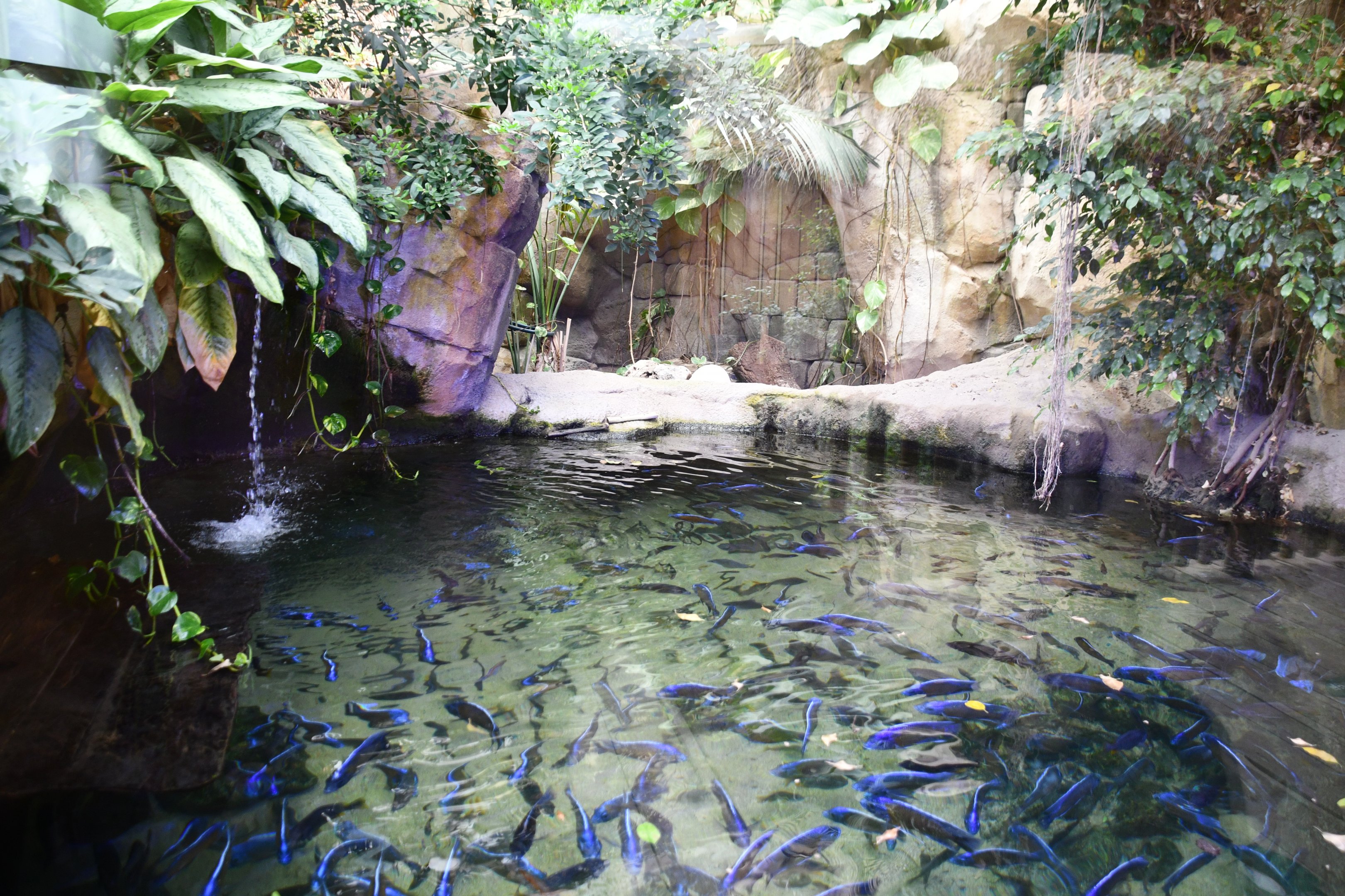 African Dwarf Crocodiles exhibit (House of Giants)