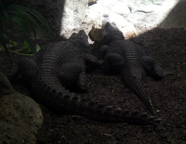 African Dwarf Crocodiles (Osteolaemus tetraspis)